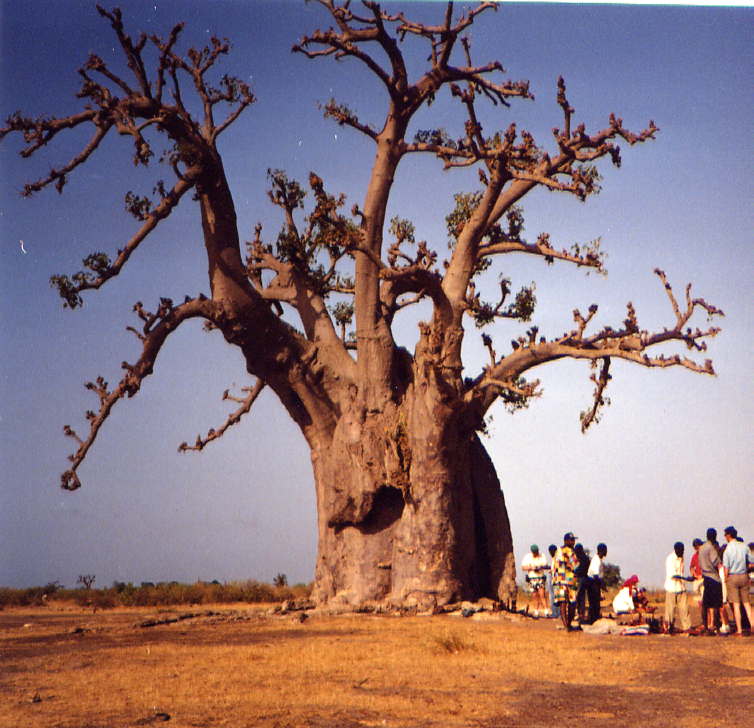 baobab